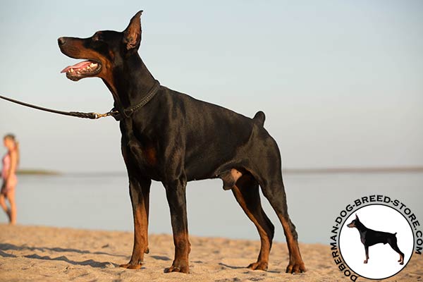 Doberman collar with fur protection plate