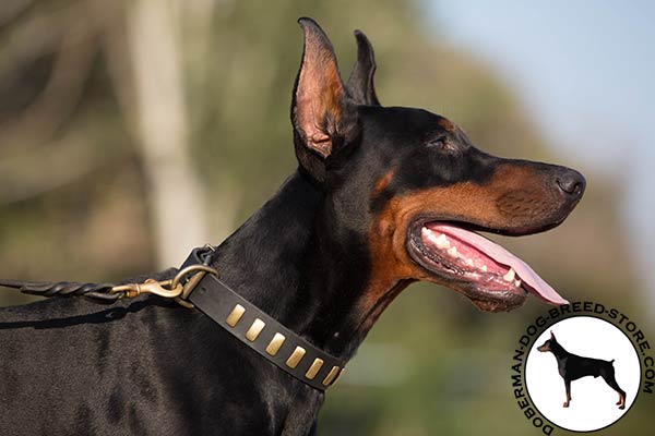 Elegance in every step Doberman collar