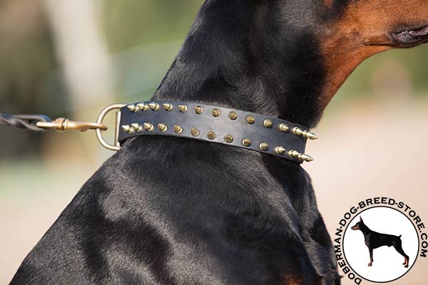 Polished brass spikes on Doberman collar