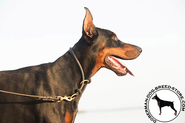 Rolled choke collar for Doberman