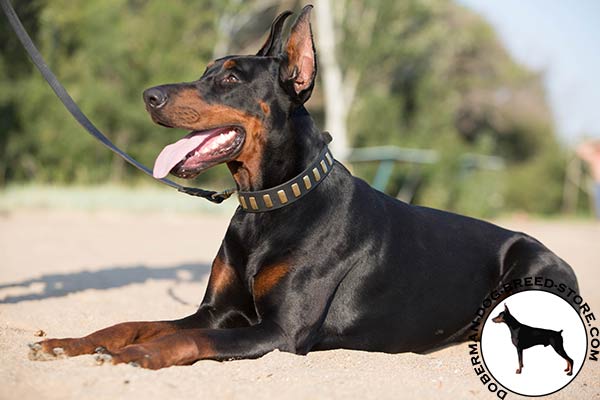 Designer natural leather collar for Doberman