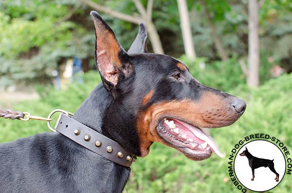 Pleasant walking with elegant leather Doberman collar