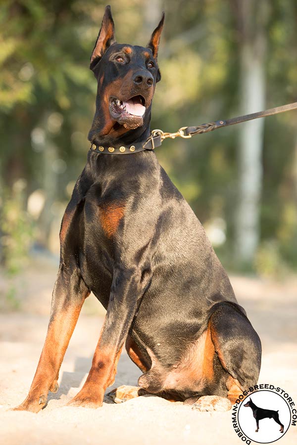 Doberman collar with dotted circles