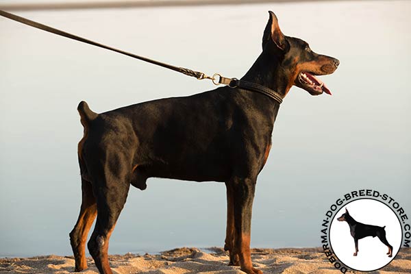 Two ply leather Doberman choke collar