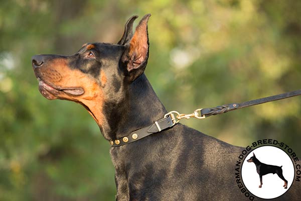 Easy adjustable Doberman collar