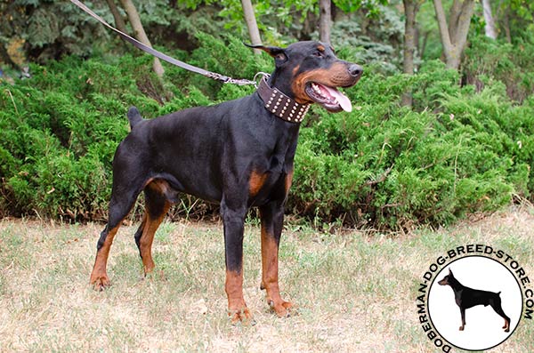 Walking wide Doberman collar