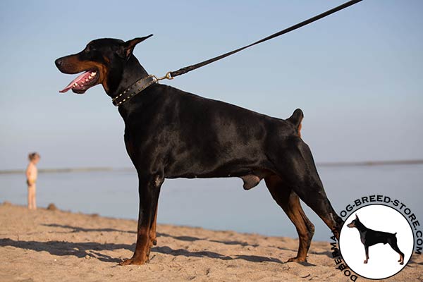 Spiked natural leather Doberman collar for walking