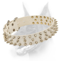 Leather white Doberman collar with spikes for beautiful walks