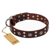 "Pirate Treasure" FDT Artisan Exciting Brown Leather Doberman Collar with Studs