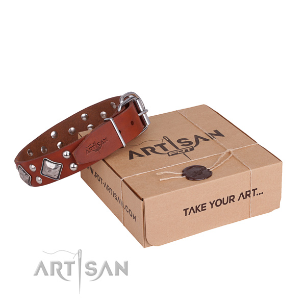 Fancy walking dog collar with Trendy rust resistant studs