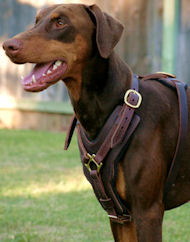 Doberman Dog Harnesses,leather dog harness