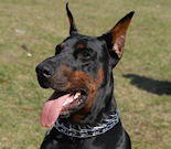 Doberman Dog Muzzles