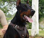 Doberman Dog Harnesses,leather dog harness