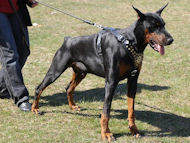 leather dog harness for doberman pinscher