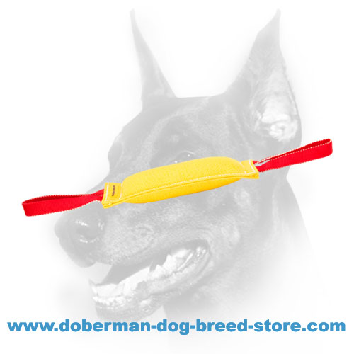 Doberman Dog 【Training】 Set of High-Quality Synthetics and 3 Toys as a Gift  : Doberman Breed: Dog Harness, Doberman Muzzle, Dog Collars