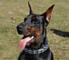 herm sprenger collar for doberman