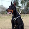 tracking pulling dog harrness for Doberman Pinscher click here