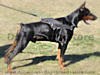 nylon dog harness for doberman with handle click here