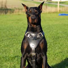 Doberman wearing leather harness