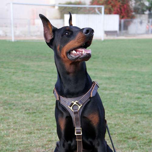 Quick Release Leather Harness, Working Dog Harness