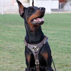 Leather Harness with quick release buckle