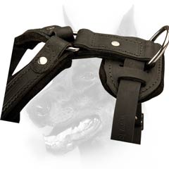 Durable dog harness with dee Ring