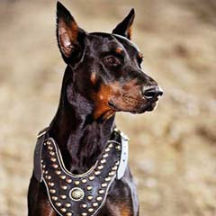 Reliable assistant lifetime leather studded harness