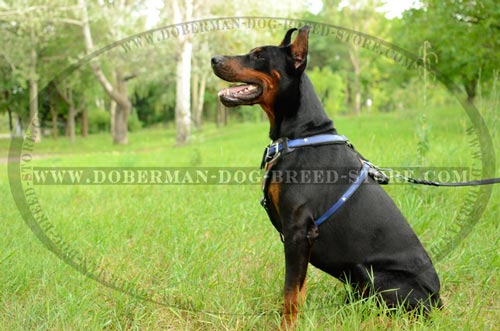 High Quality Doberman Leather Harness