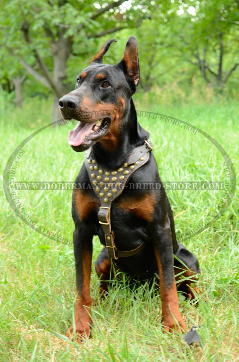Studded Leather Dog Harness-Exclusive Friendly Doberman ...