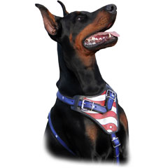 Doberman Pincher wearing USA pride Harness