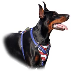 Doberman Pincher wearing Excellent Harness