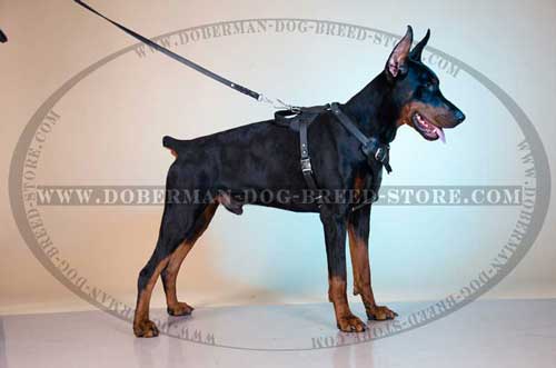 Heavily Felt Padded Leather Doberman Harness Cushions the Blows During Hitting 