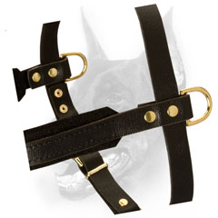 Gorgeous Doberman Harness