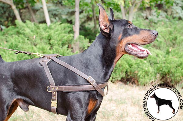 Comfortable leather harness for Doberman