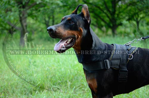 Walking Doberman Harness