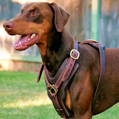 Top quality handmade durable dog harness