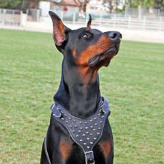 Improved popular spiked leather dog harness