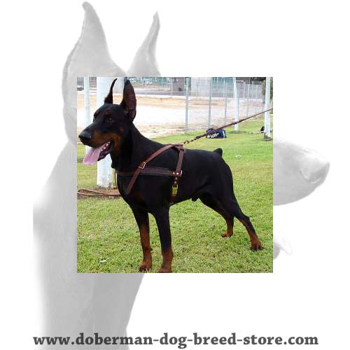 Stunning Doberman Dog 【Collar】 with Studs and Spikes : Doberman Breed: Dog  Harness, Doberman Muzzle, Dog Collars