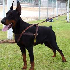 Doberman wearing Amazing Harness