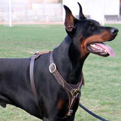 Doberman wearing Gorgeous Harness