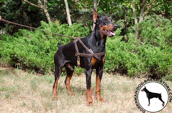 Tracking leather Doberman harness