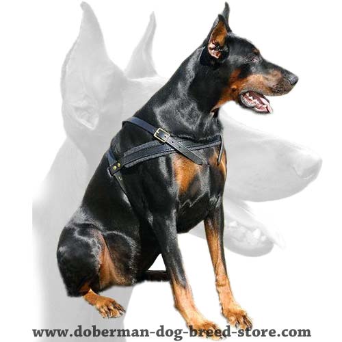 https://www.doberman-dog-breed-store.com/images/harnesses/Multifunctional-Leather-Harness-big.jpg