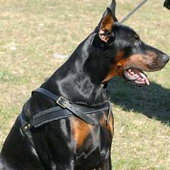 Doberman wearing High-quality Harness