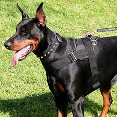 Doberman wearing Amazing Nulon Harness