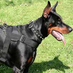 Doberman wearing Nylon Harness