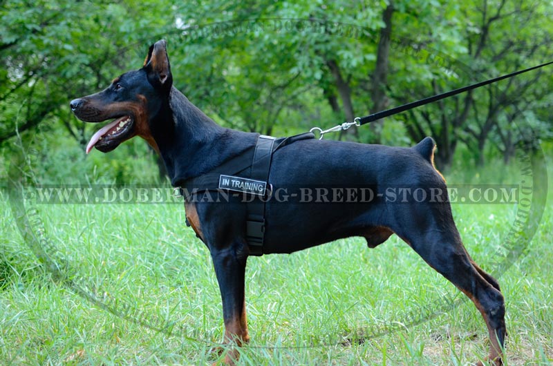 Multifunctional Nylon Rottweiler Harness with ID Patches [H17