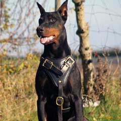 Doberman wearing gorgeous leather harness