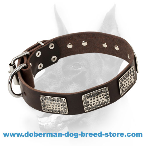Excellent Doberman Dog Collar of Leather with Silver-like Adornment