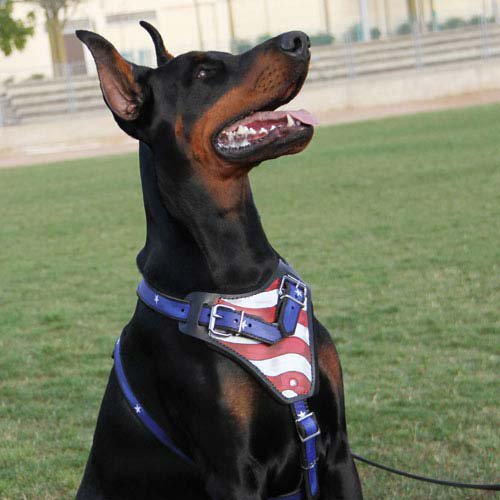 American Flag Harness for Doberman Pincher - Click Image to Close
