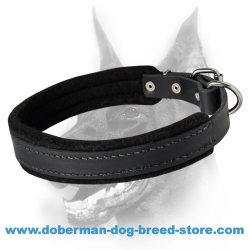 2.5 inch dog collar